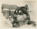 Image of Eskimo [Inuk] dog. See-nul-nuk